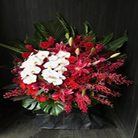 胡蝶蘭と赤いお花